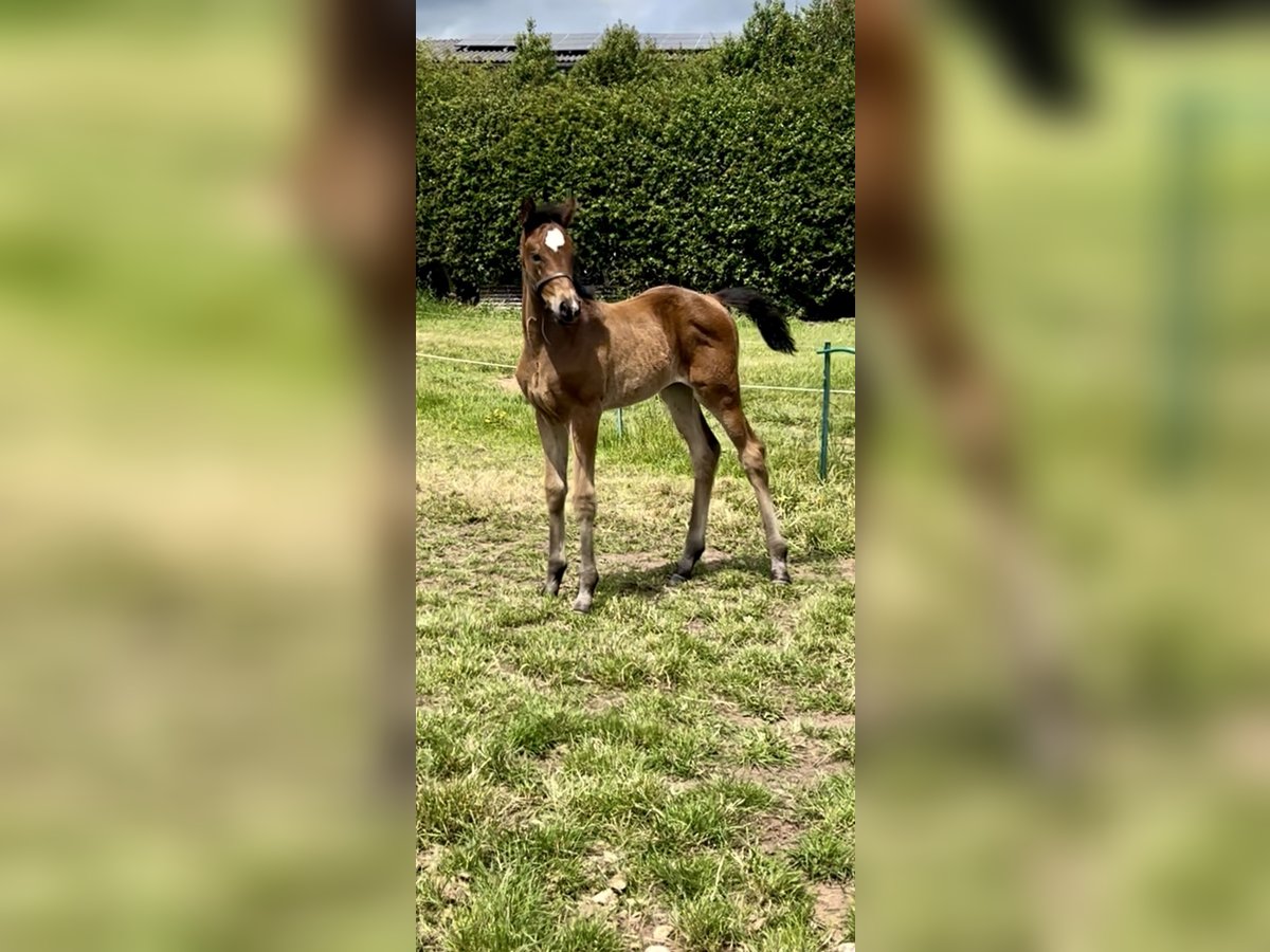Hannoveraan Merrie  174 cm Roodbruin in Staffordshire