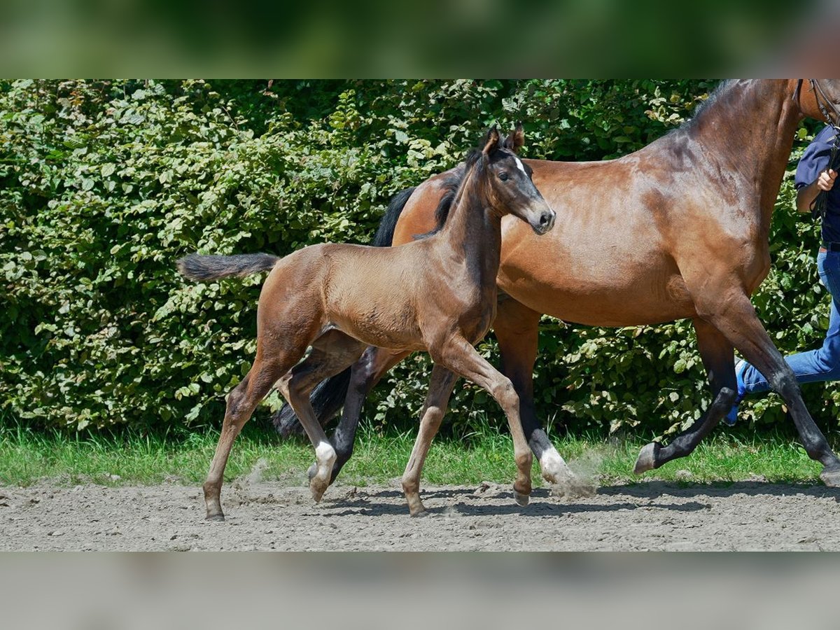 Hannoveraan Merrie veulen (04/2024) Bruin in Heinsberg