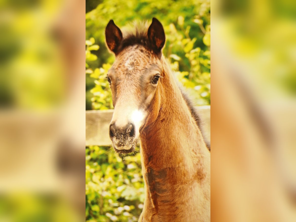 Hannoveraan Merrie Veulen (05/2025) Bruin in Neuenkirchen