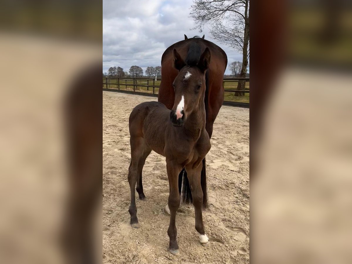 Hannoveraan Merrie  Bruin in Oyten