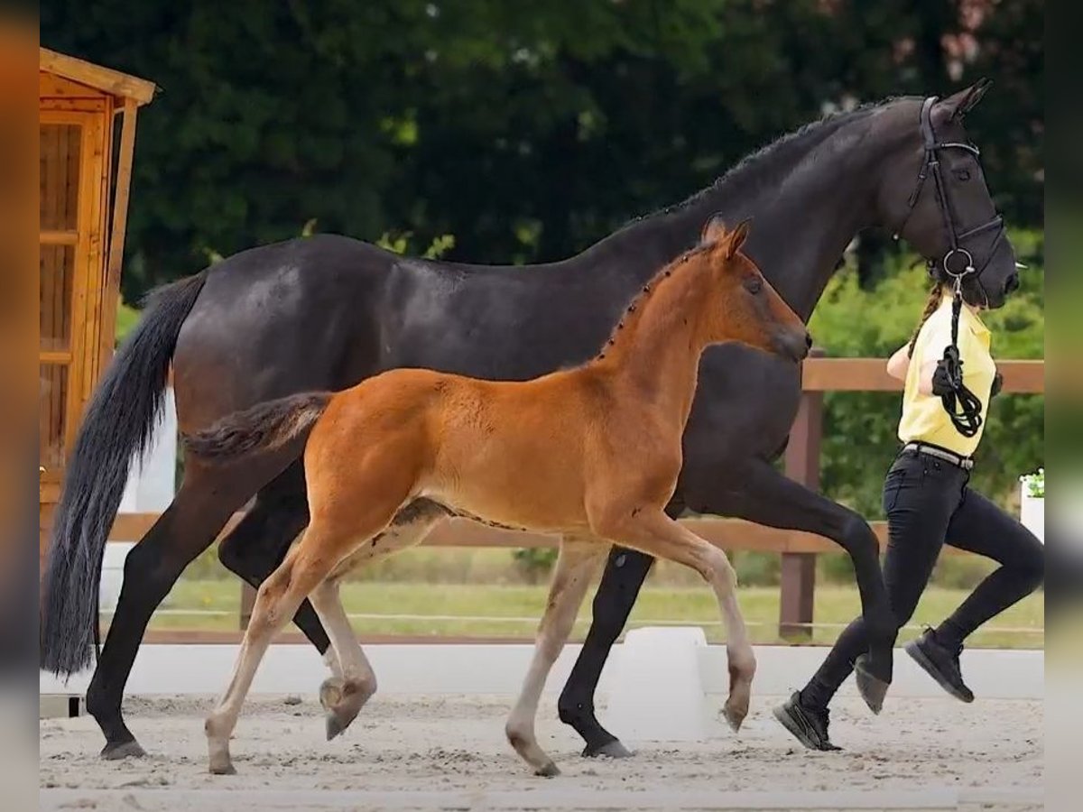 Hannoveraan Merrie Veulen (05/2025) Donkerbruin in He&#xEC;nbockel