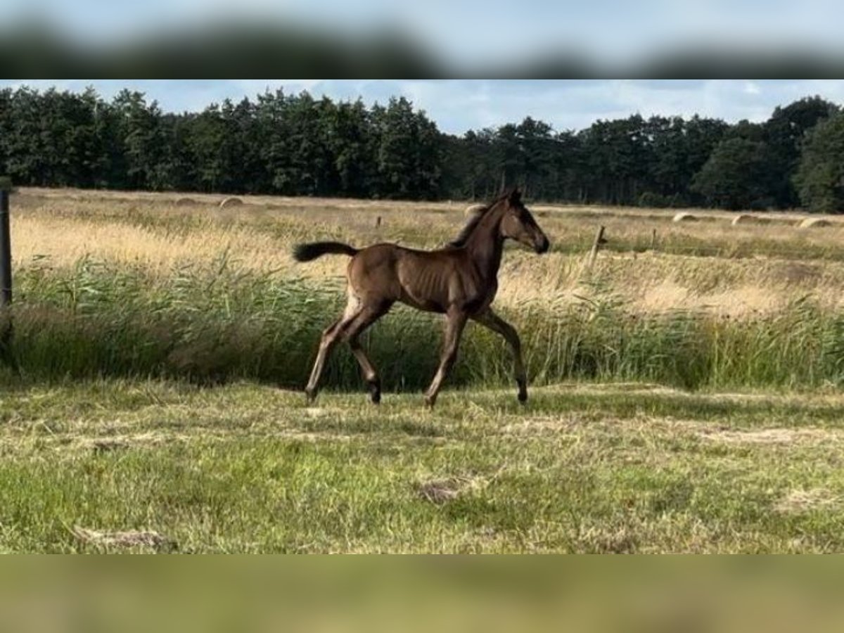 Hannoveraan Merrie veulen (04/2024) Donkerbruin in Wingst