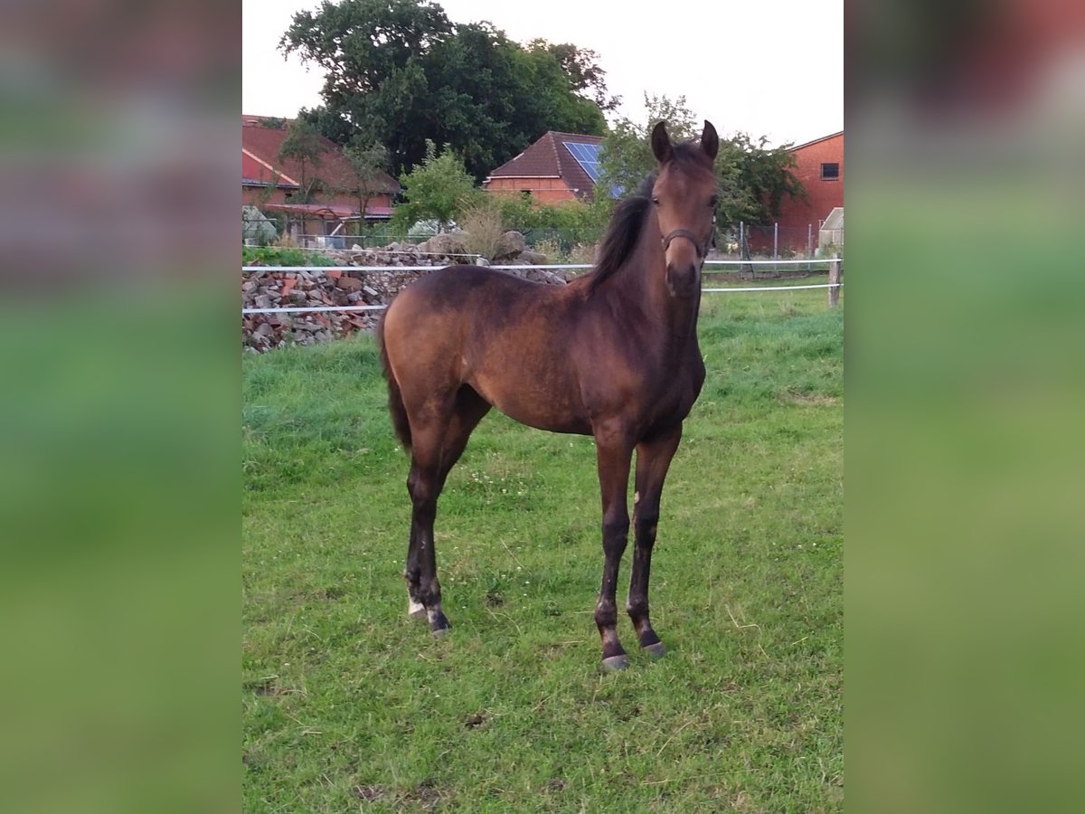 Hannoveraan Merrie  Donkerbruin in Rodewald