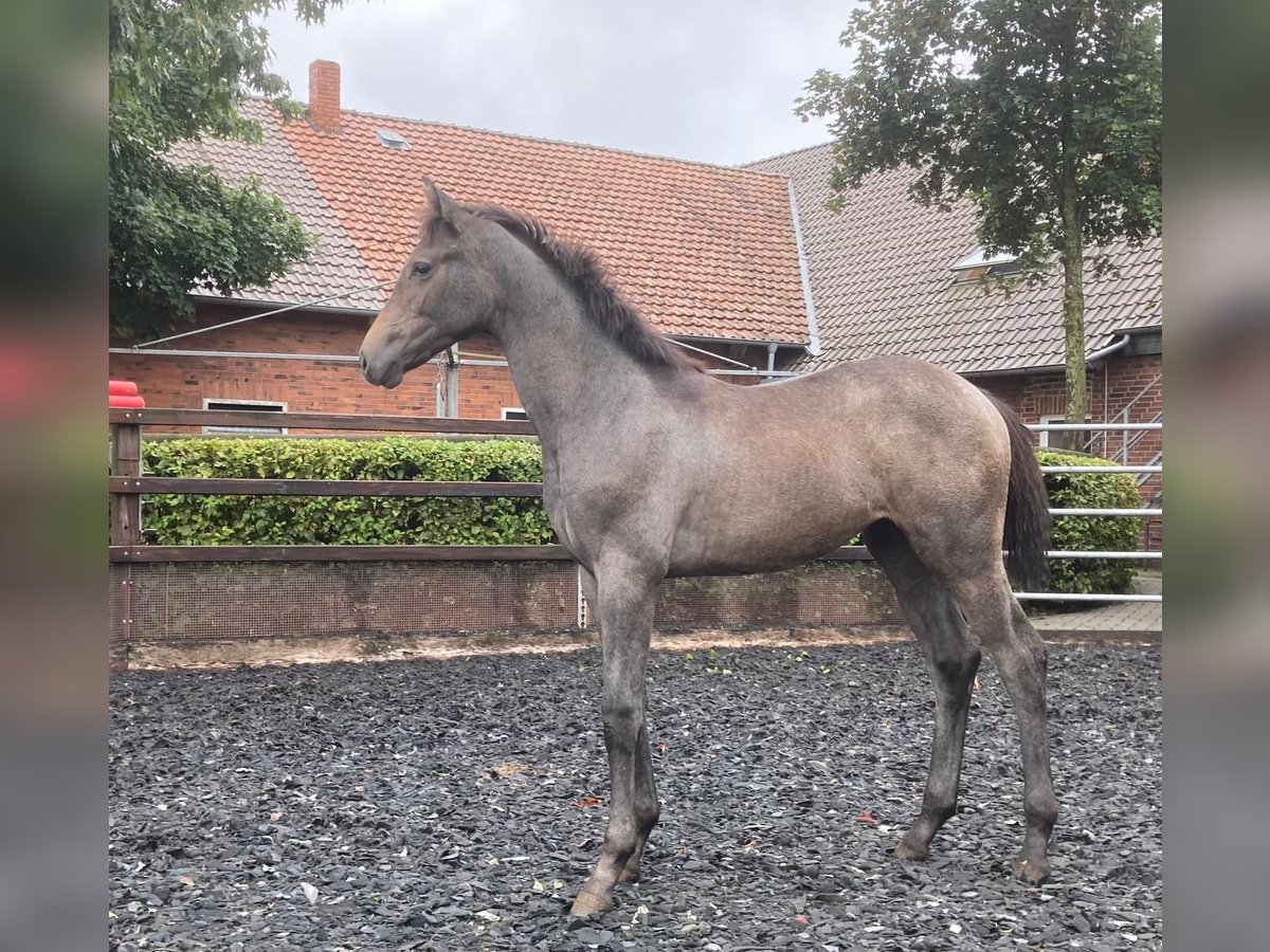 Hannoveraan Merrie veulen (02/2024) Donkerbruin in Warmsen