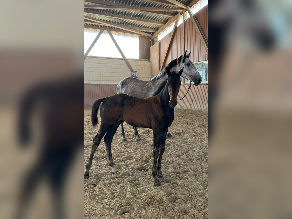 Hannoveraan Merrie veulen (04/2024) Donkerbruin in Niddatal