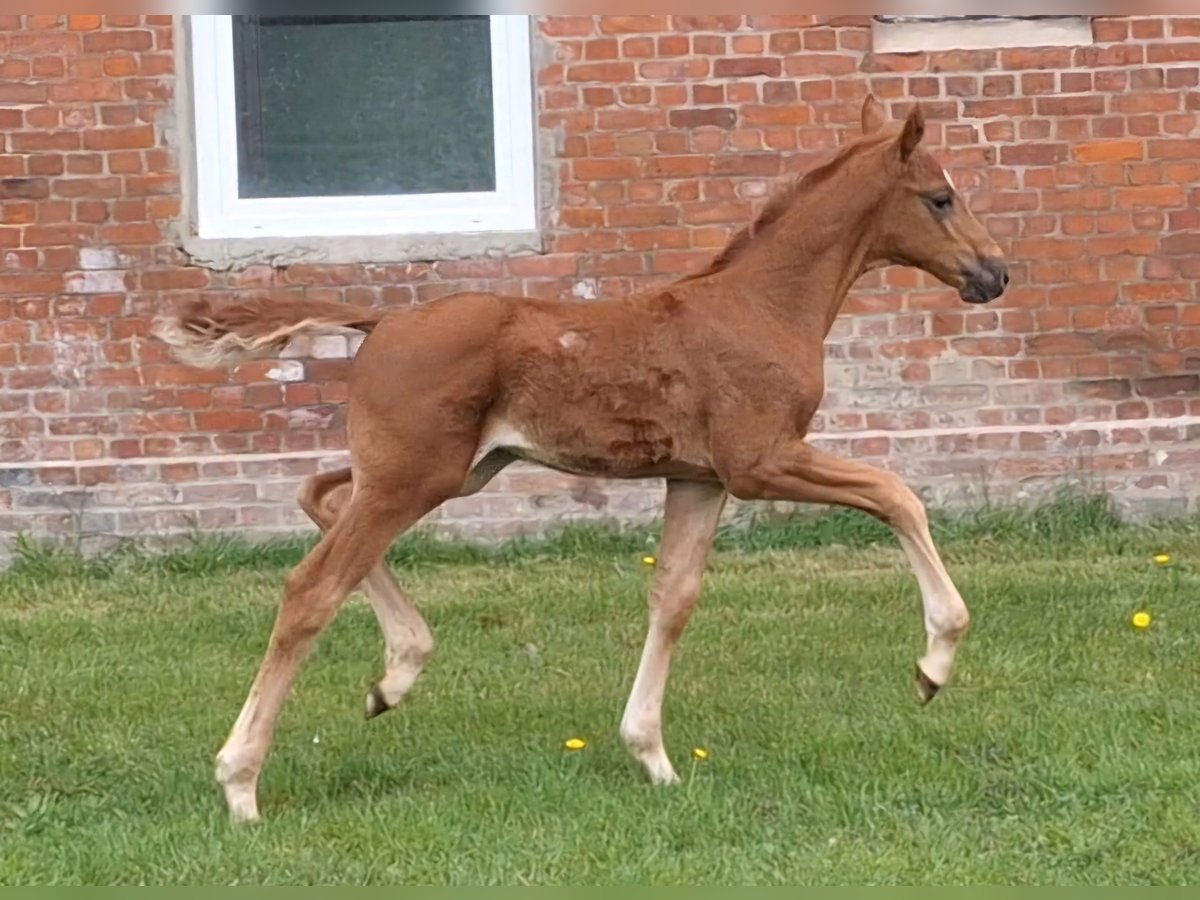 Hannoveraan Merrie  Donkere-vos in Wurster Nordseeküste