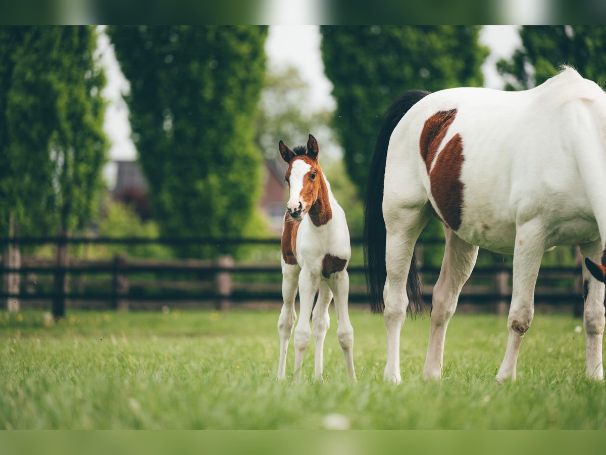 Hannoveraan Merrie  Gevlekt-paard in H&#xFC;nxe
