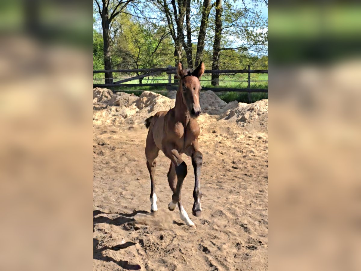 Hannoveraan Merrie  kan schimmel zijn in Schiffdorf