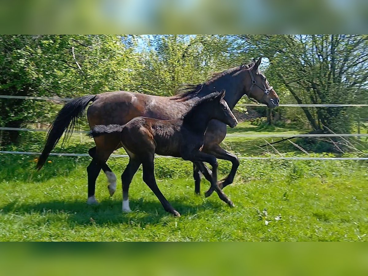 Hannoveraan Merrie  kan schimmel zijn in Kierspe