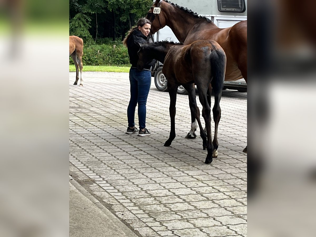 Hannoveraan Merrie veulen (04/2024) Schimmel in Epfendorf