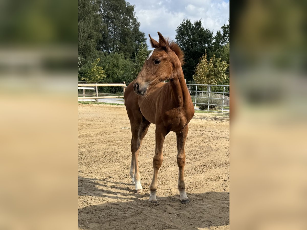 Hannoveraan Merrie Veulen (05/2025) Vos in Bissendorf