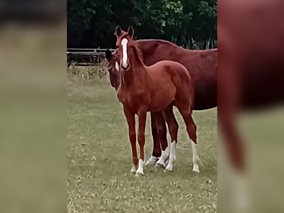 Hannoveraan Merrie Veulen (05/2025) Vos in Nienhagen