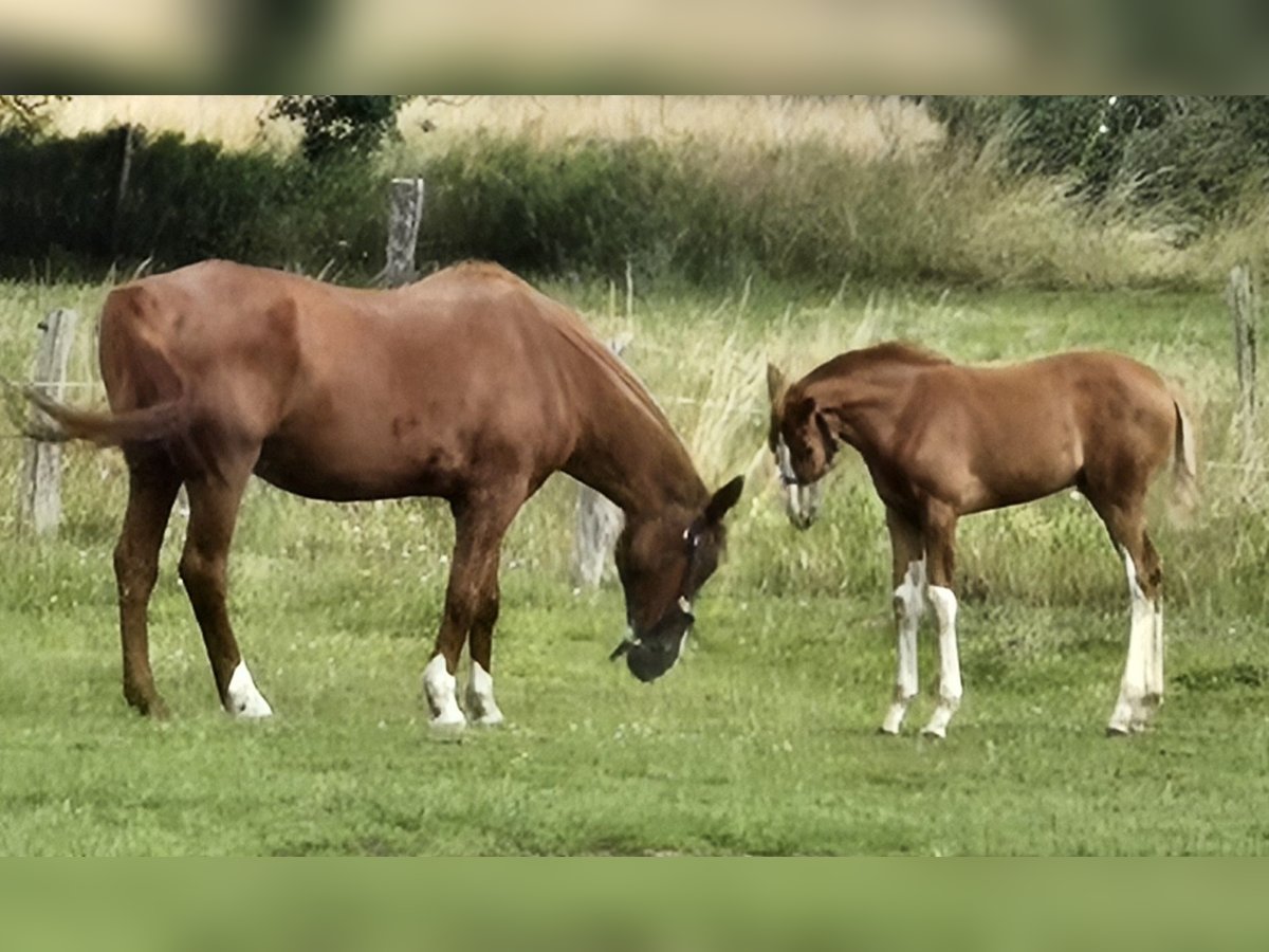 Hannoveraan Merrie  Vos in Quendorf