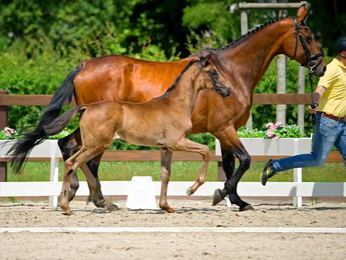 Hannoveraan Merrie Veulen (04/2025) Zwart in Nennhausen