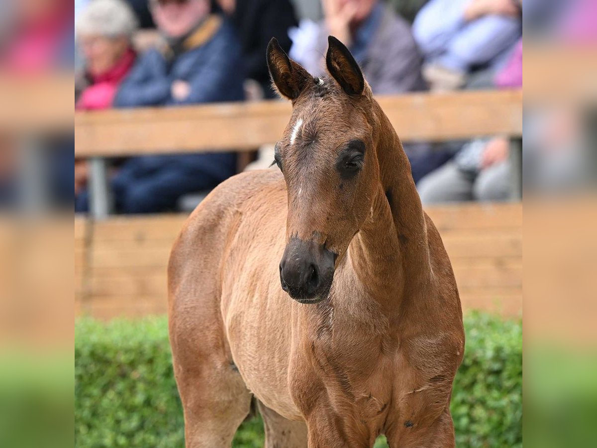 Hannoveraan Merrie veulen (05/2024) Zwartbruin in Bad Bevensen