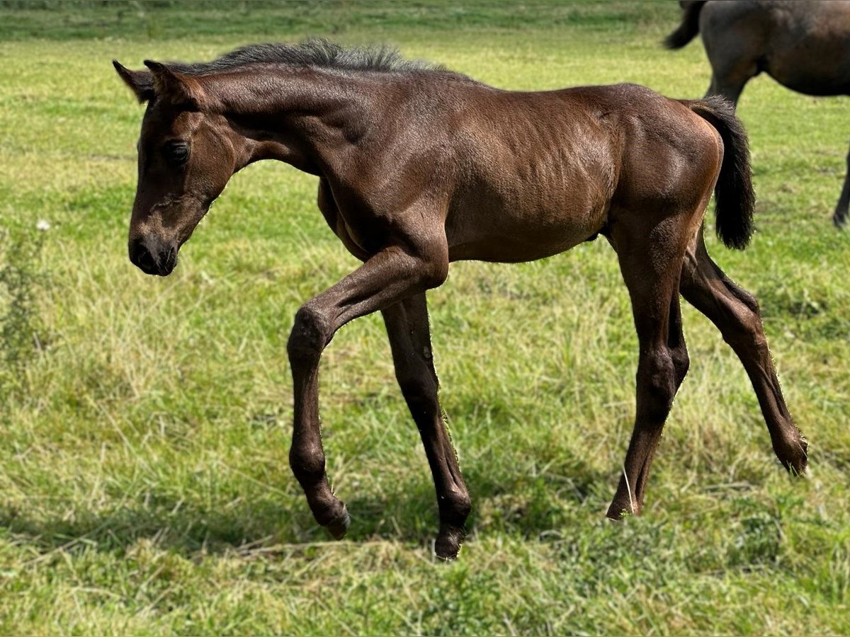 Hannoveraan Merrie veulen (06/2024) Zwartbruin in Großderschau