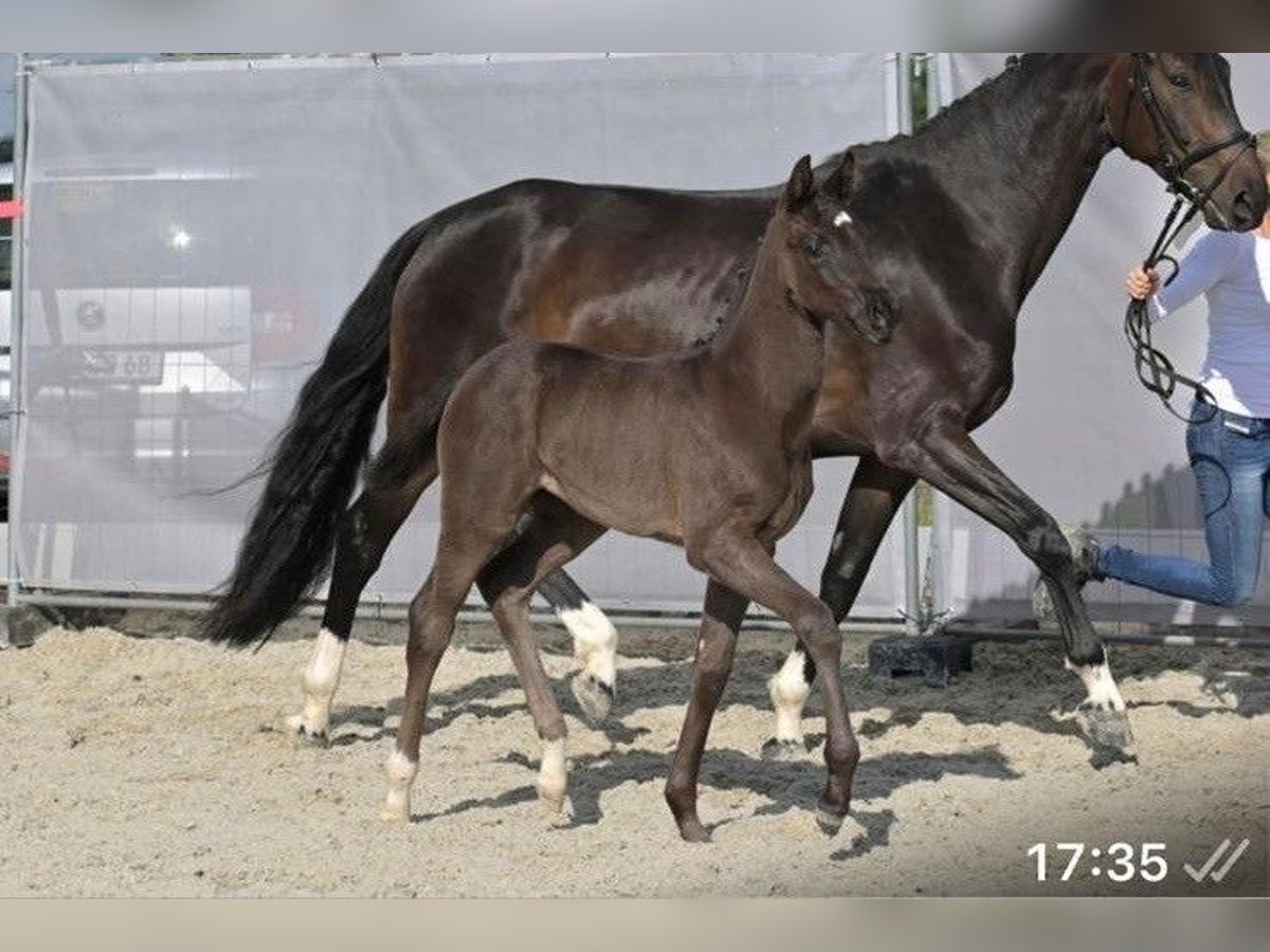 Hannoveraan Merrie  Zwartbruin in Steinach