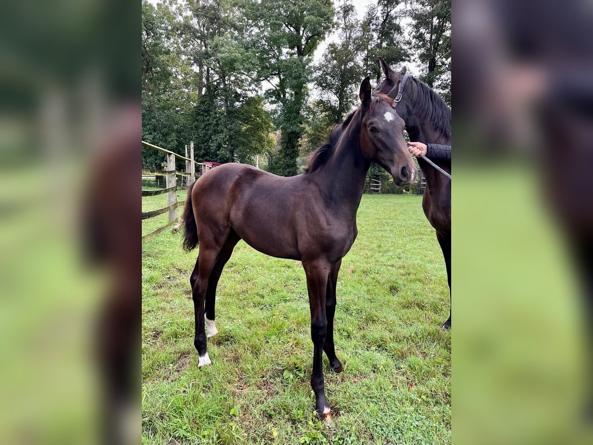 Hannoveraan Merrie veulen (05/2024) Zwartbruin in Stemwede