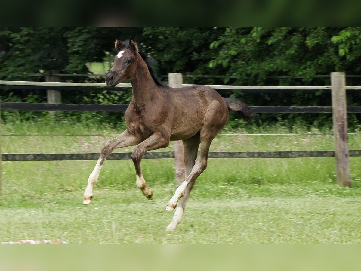 Hannoveraan Merrie veulen (04/2024) Zwartbruin in Werlte