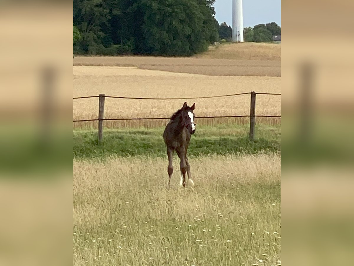 Hannoveraan Merrie Veulen (06/2025) Zwartbruin in Petershagen