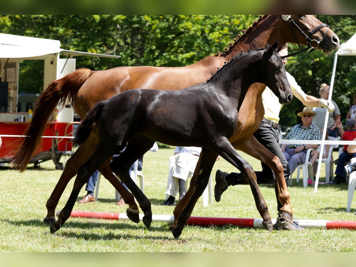 Hannoveraan Merrie veulen (04/2024) Zwartbruin in Lüchow