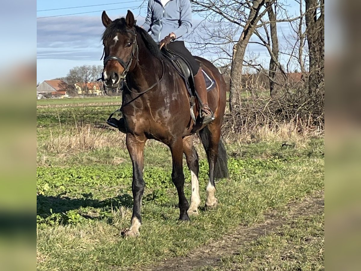 Hannoveraan Ruin 10 Jaar 164 cm Donkerbruin in Weidlingbach