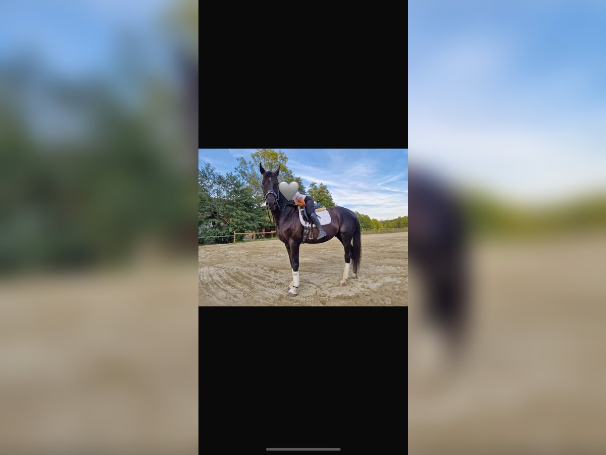 Hannoveraan Ruin 10 Jaar 170 cm Zwartbruin in Klagenfurt,11.Bez.:St. RuprechtKlagenfurter