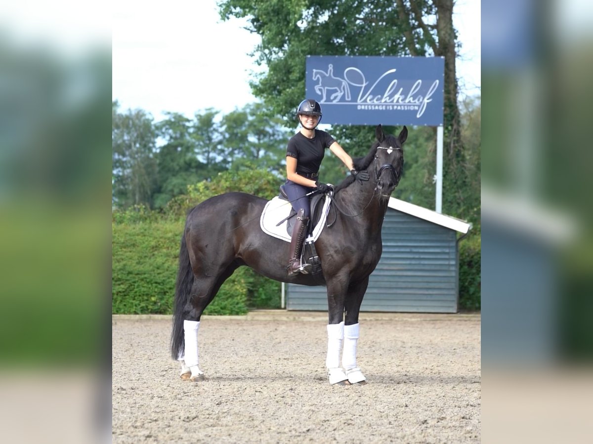 Hannoveraan Ruin 10 Jaar 172 cm Zwart in Gölenkamp