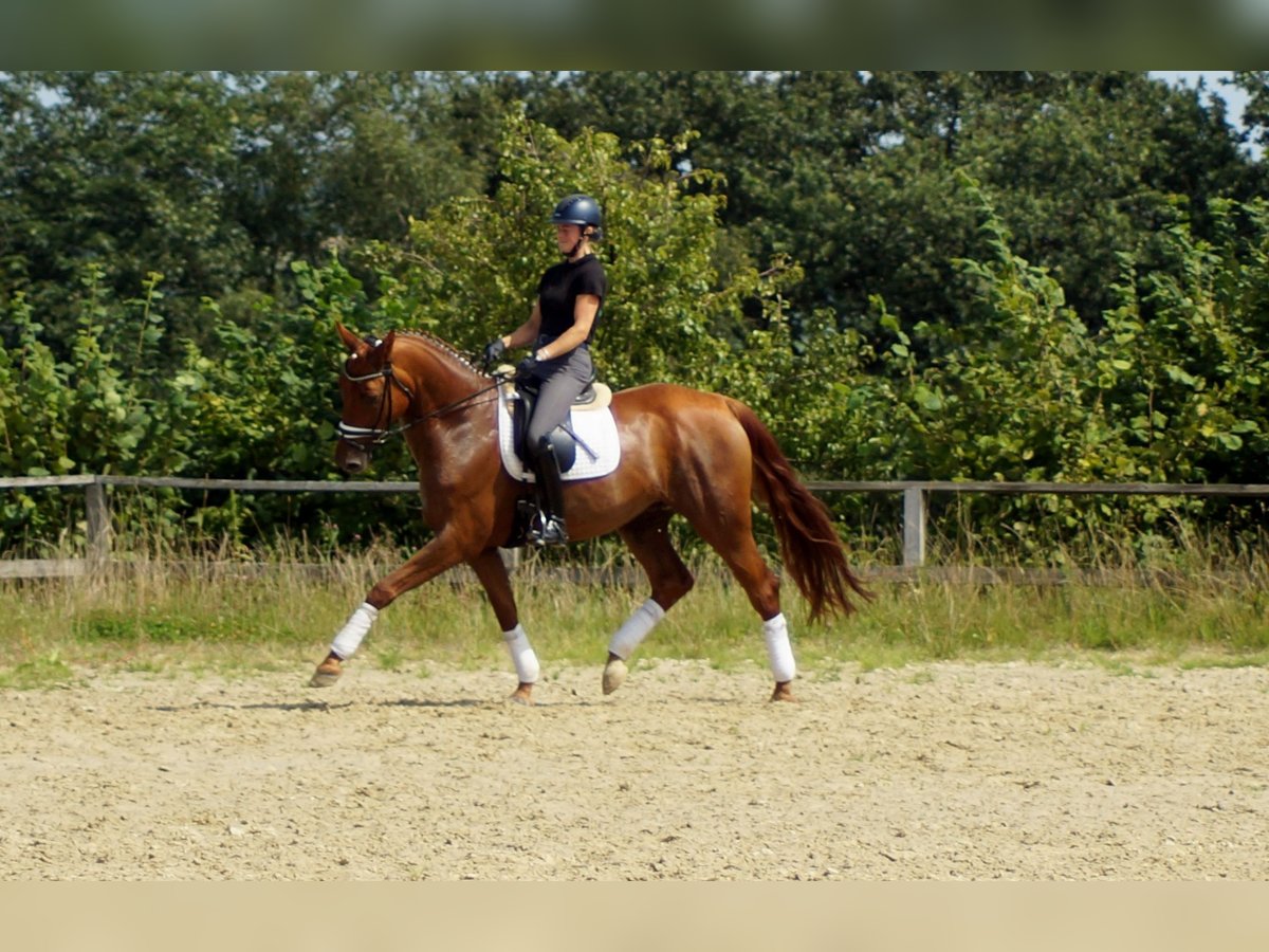 Hannoveraan Ruin 10 Jaar 174 cm Vos in Iserlohn