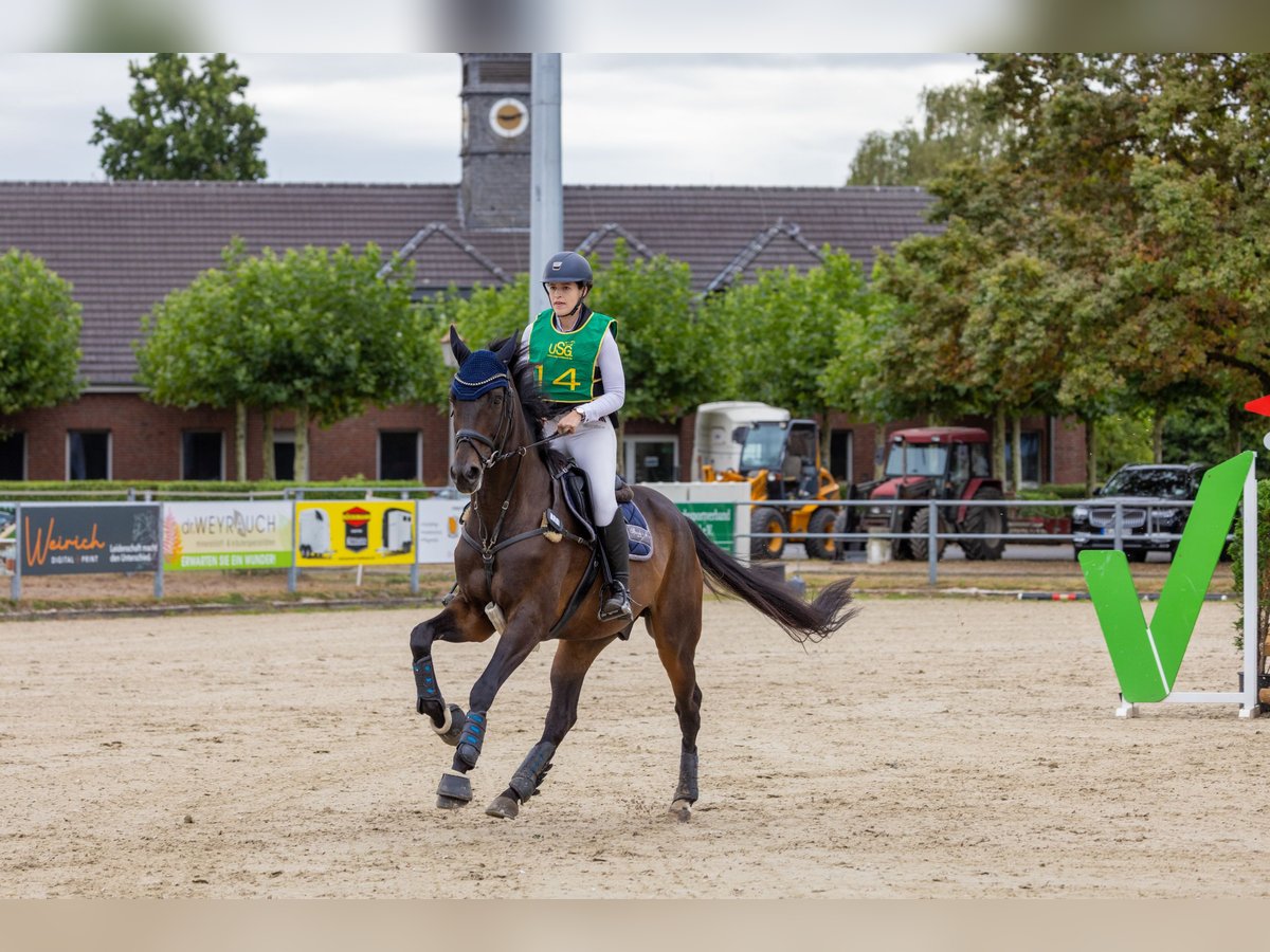 Hannoveraan Ruin 10 Jaar 174 cm Zwartbruin in Hilden
