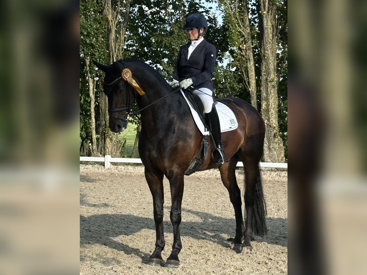 Hannoveraan Ruin 10 Jaar 176 cm Donkerbruin in Grefrath