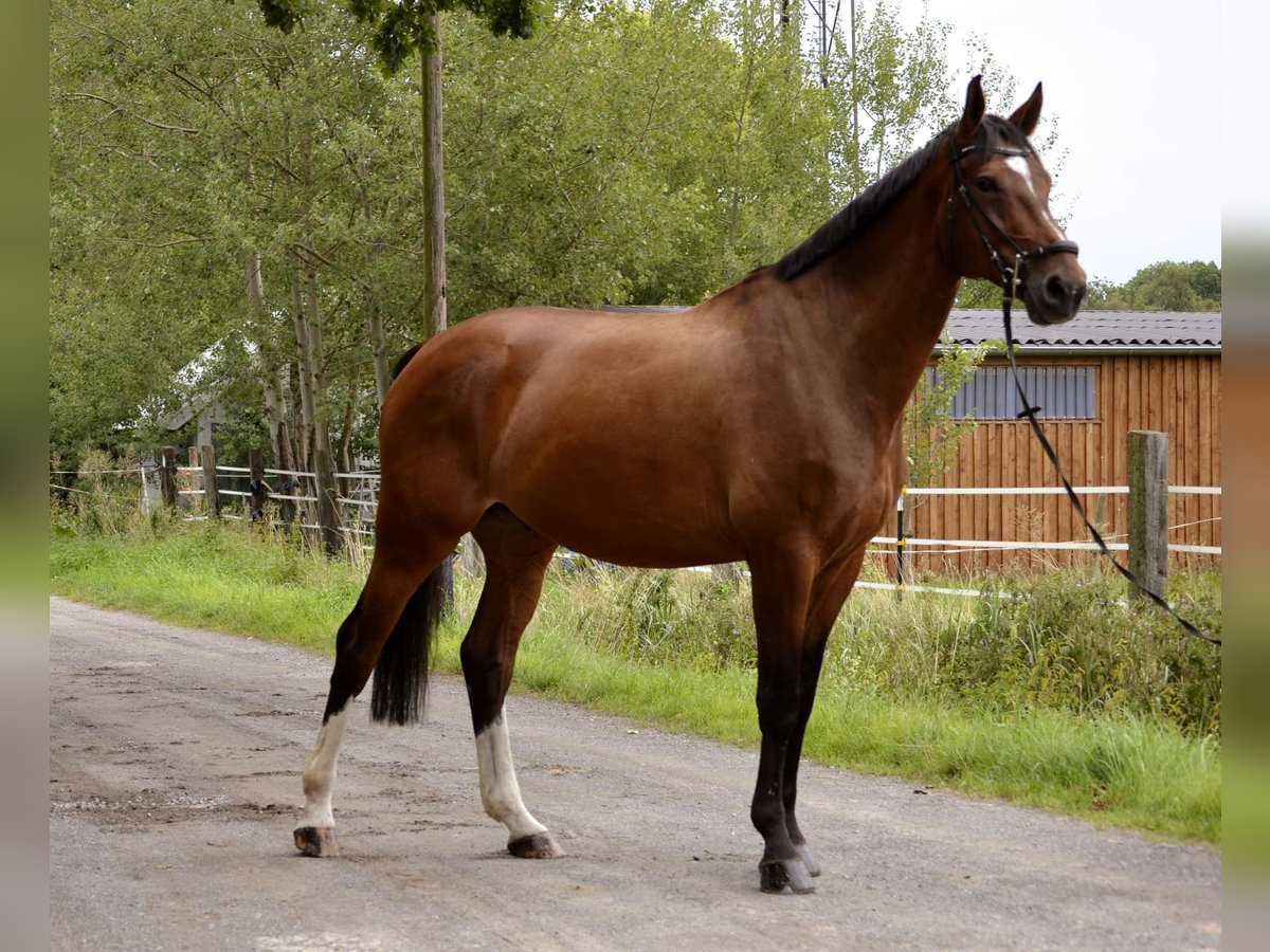 Hannoveraan Ruin 10 Jaar 178 cm Donkerbruin in Garbsen