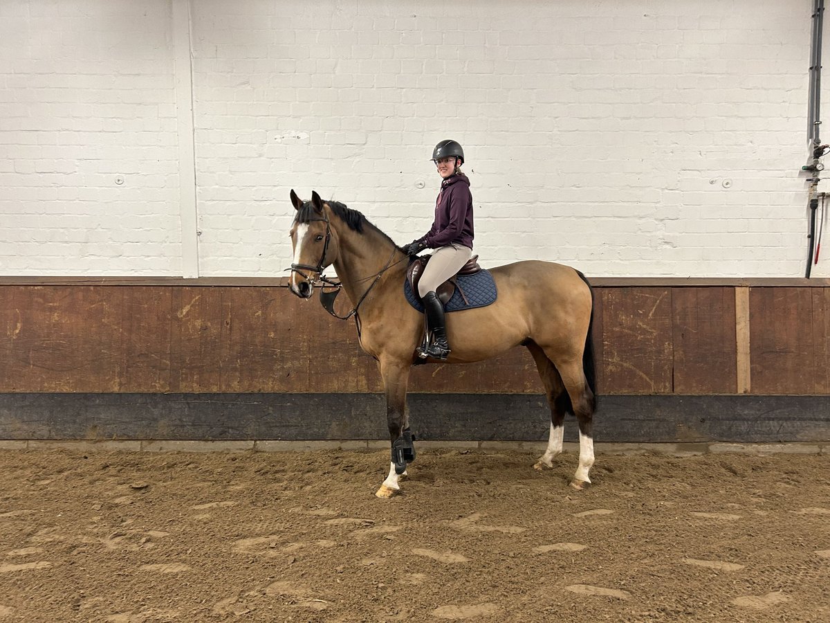 Hannoveraan Ruin 11 Jaar 170 cm Bruin in Fredenbeck