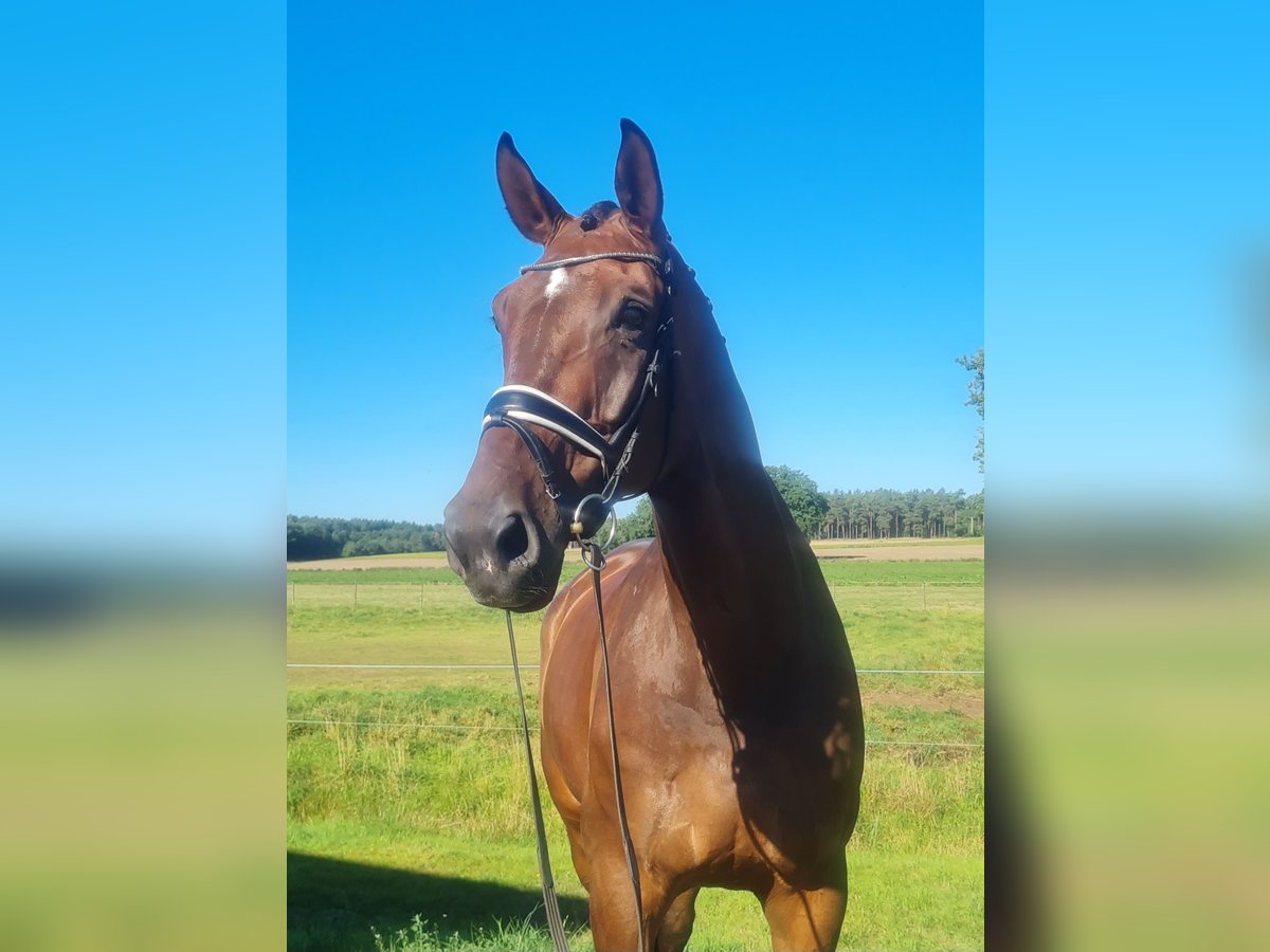 Hannoveraan Ruin 11 Jaar 189 cm Bruin in Stoetze