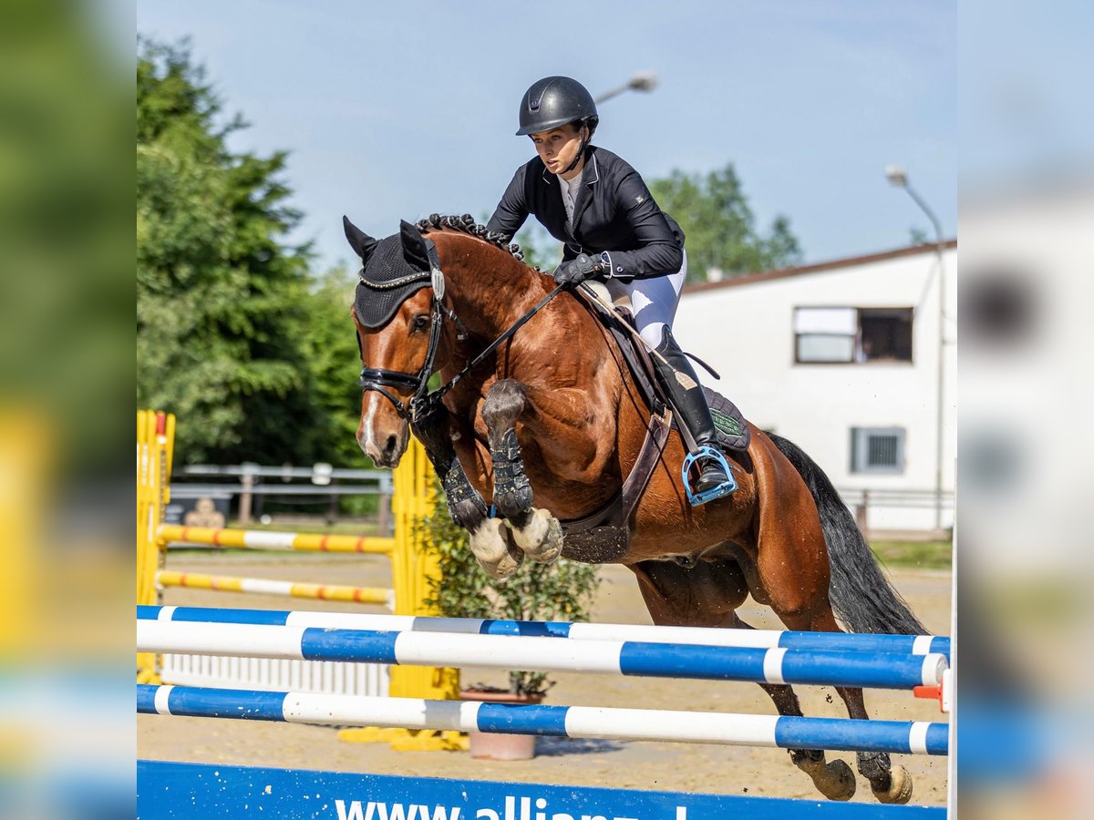 Hannoveraan Ruin 12 Jaar 168 cm Bruin in Altensteig