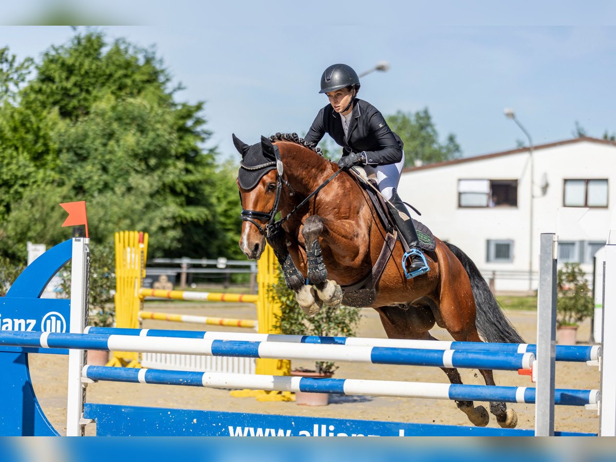 Hannoveraan Ruin 12 Jaar 168 cm Bruin in WiesbadenWiesbaden