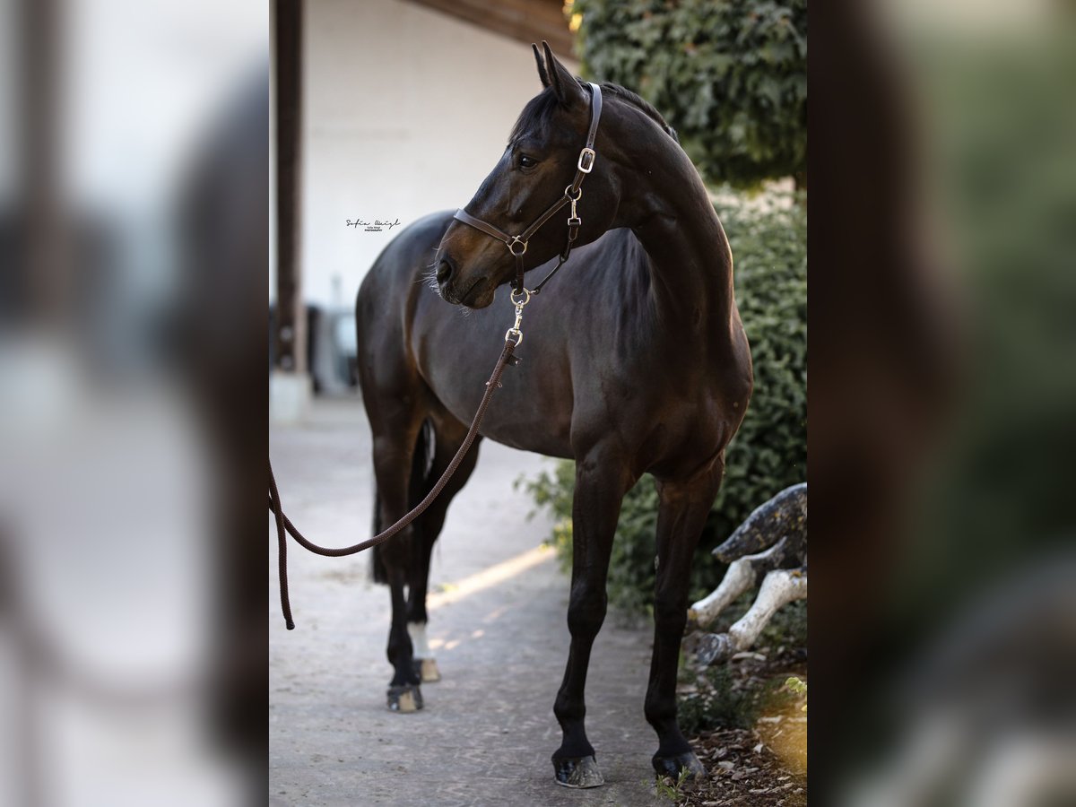 Hannoveraan Ruin 12 Jaar 171 cm Zwartbruin in Möttingen