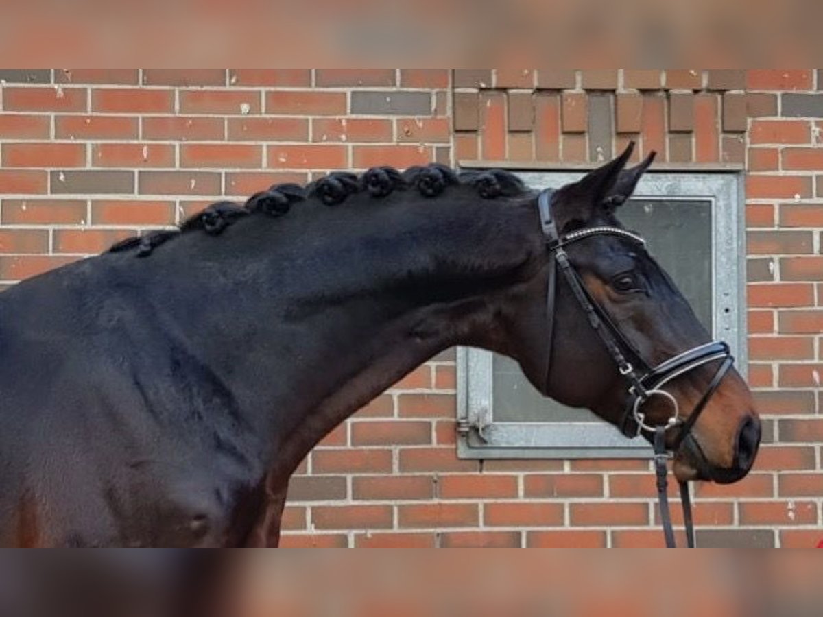 Hannoveraan Ruin 12 Jaar 173 cm Zwartbruin in Walchum