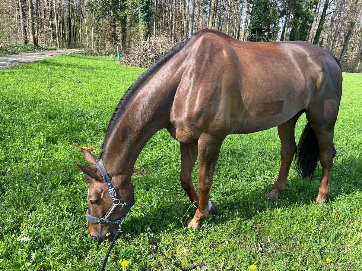 Hannoveraan Ruin 12 Jaar 180 cm Donkere-vos in Sulgen