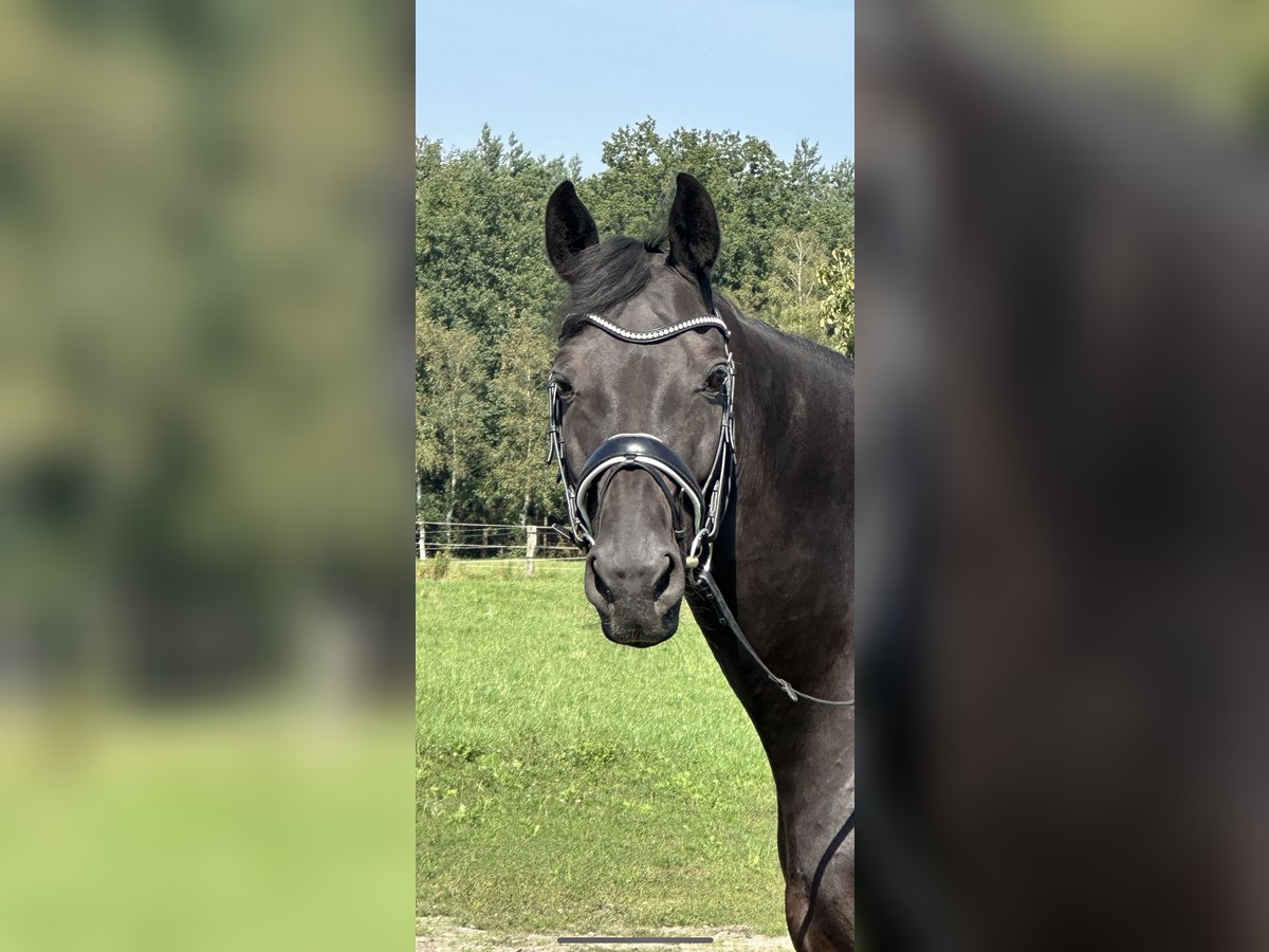 Hannoveraan Ruin 12 Jaar 183 cm Zwart in Langwedel