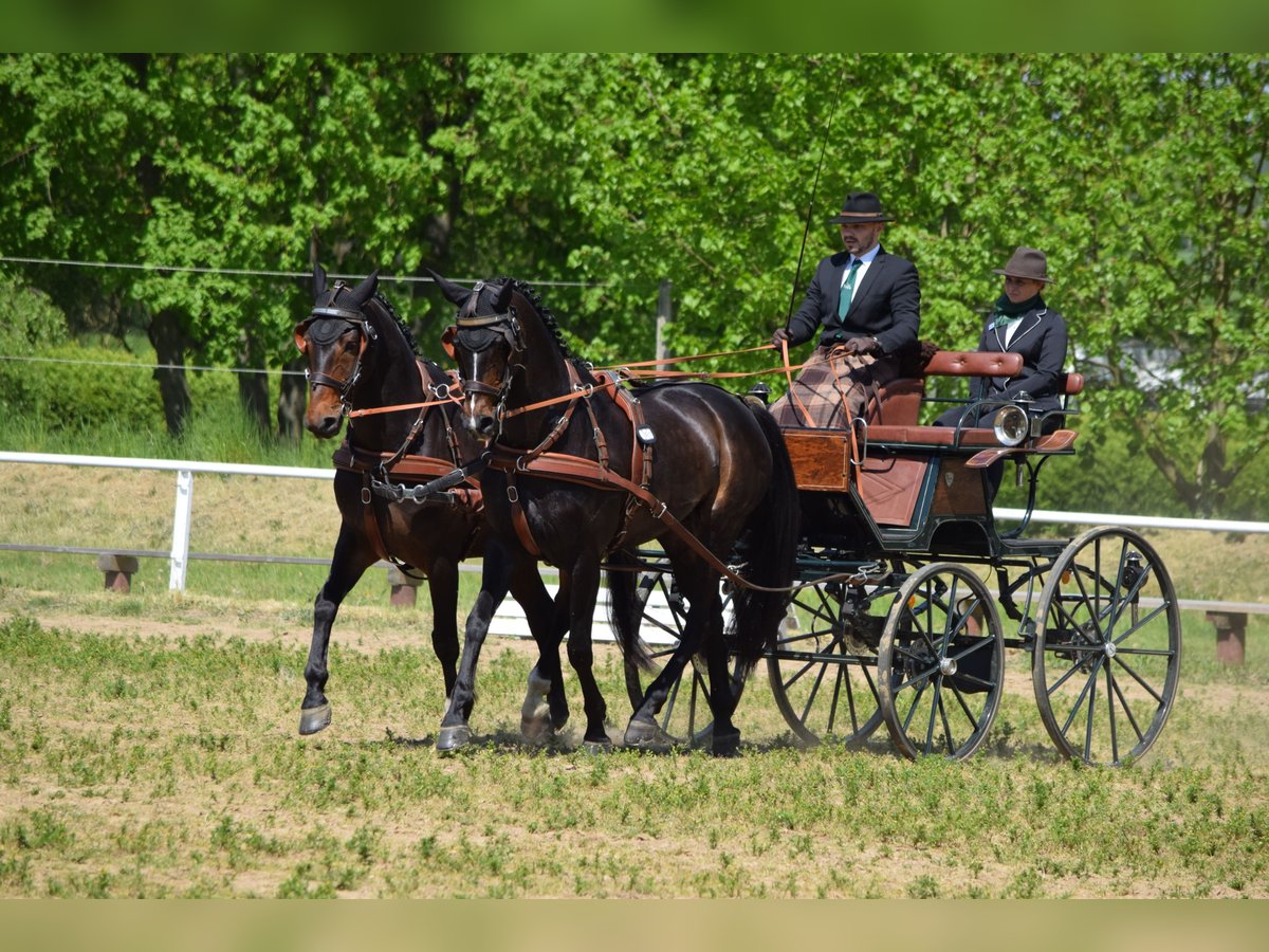 Hannoveraan Ruin 13 Jaar 170 cm Donkerbruin in Rühn