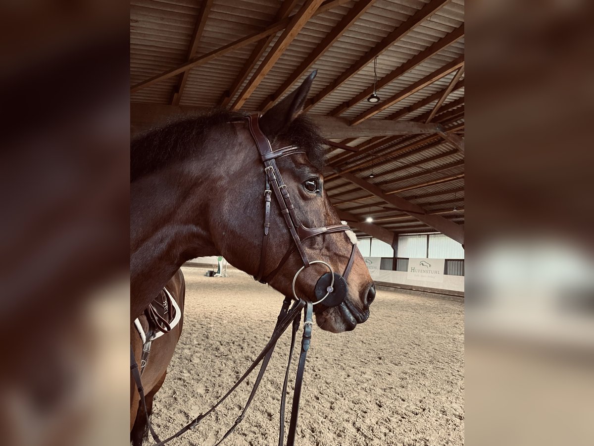 Hannoveraan Ruin 13 Jaar 172 cm Bruin in Lindlar