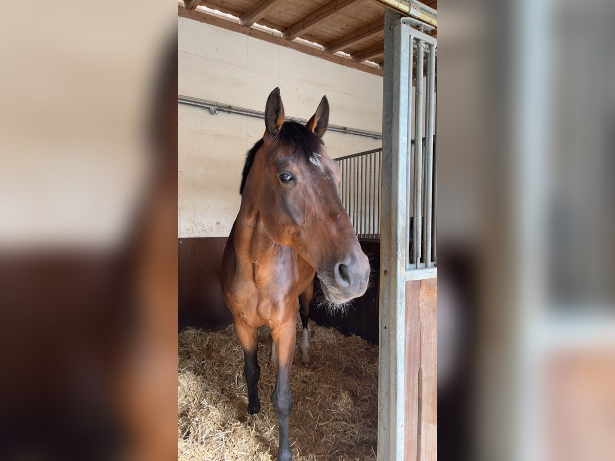 Hannoveraan Ruin 13 Jaar 175 cm Bruin in Donaueschingen-Immenhöfe