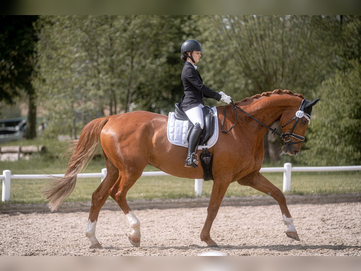 Hannoveraan Ruin 13 Jaar 179 cm Vos in Schwaikheim