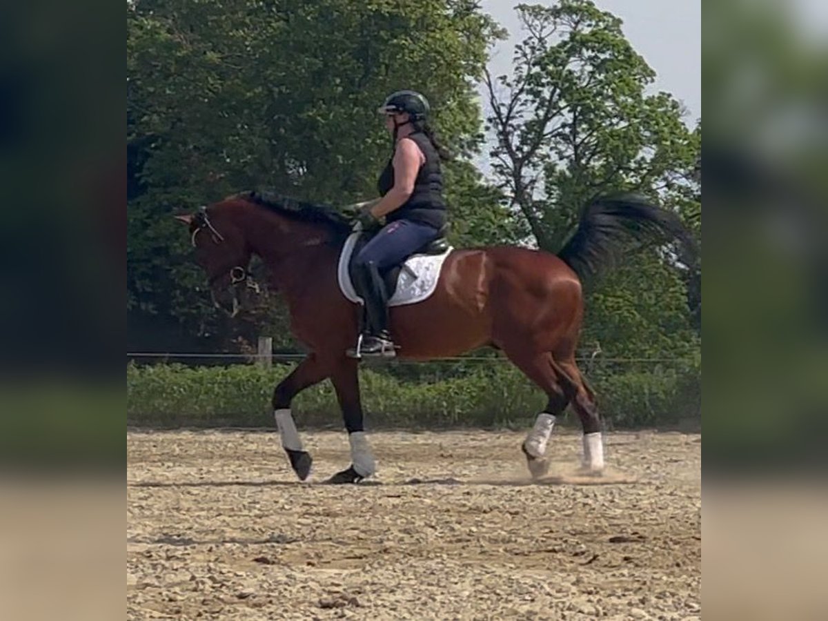 Hannoveraan Ruin 14 Jaar 168 cm Bruin in Meerbusch