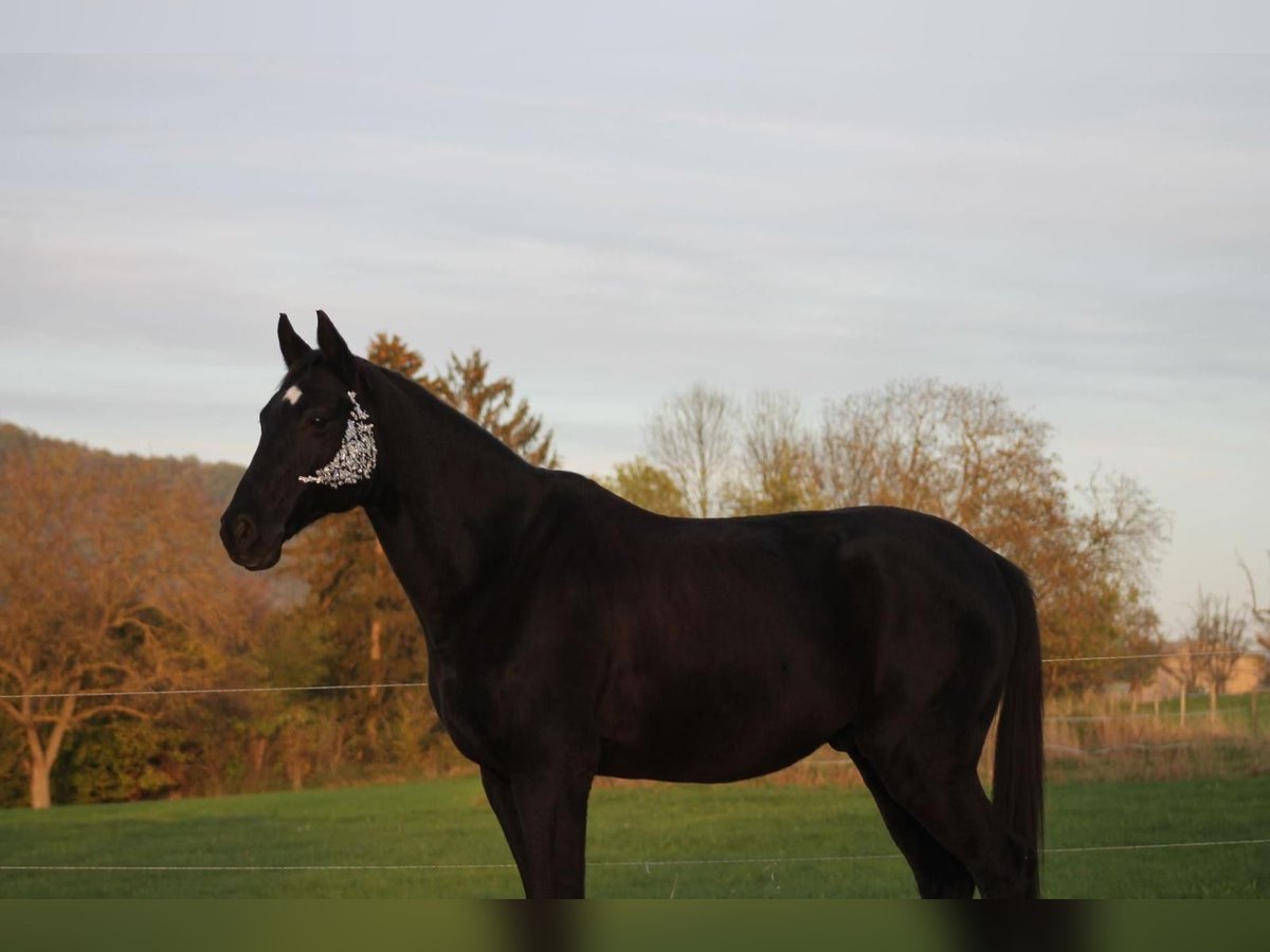 Hannoveraan Ruin 15 Jaar 167 cm Zwartbruin in Lahnstein