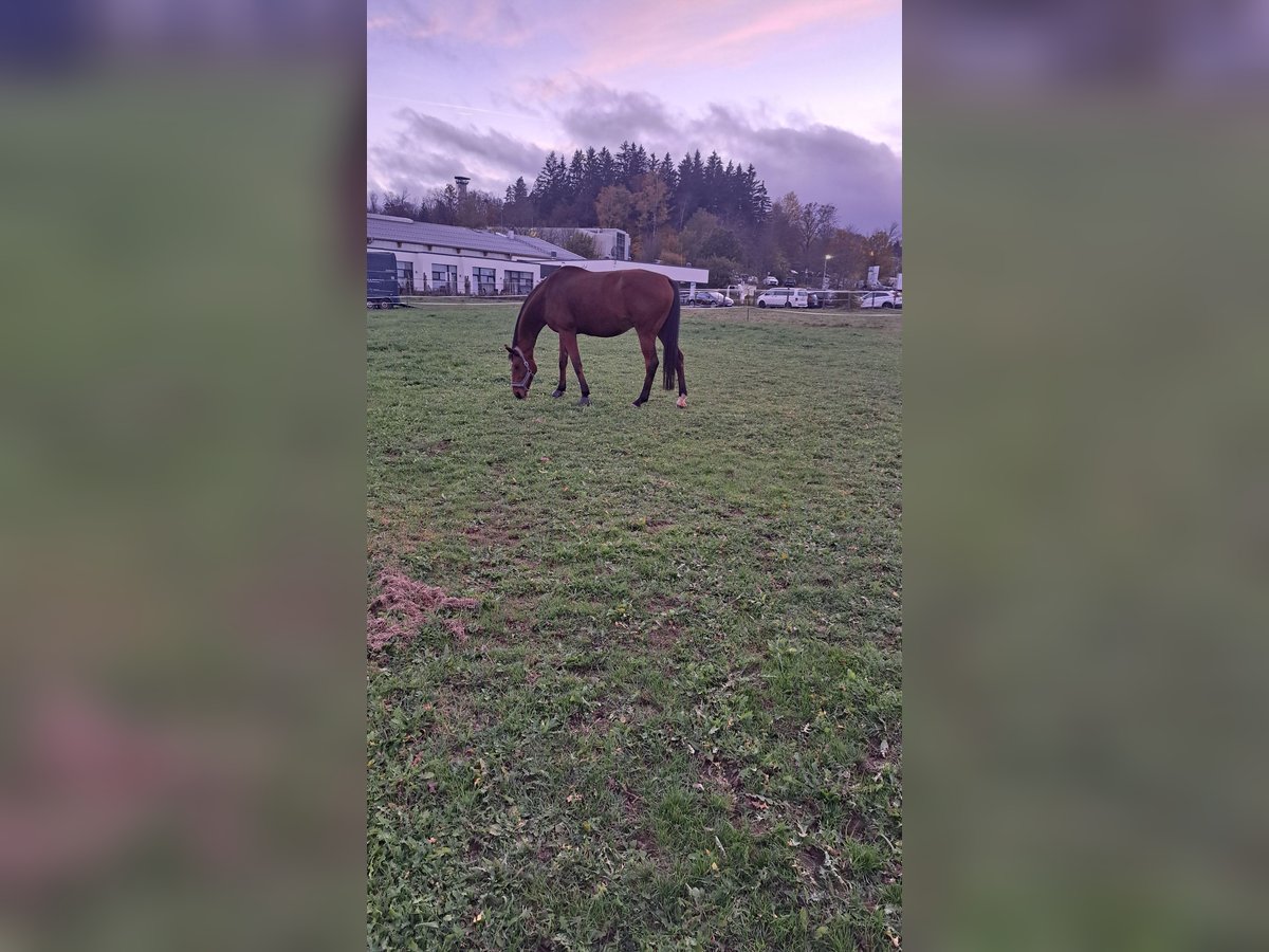 Hannoveraan Ruin 15 Jaar 175 cm Bruin in Eibenstock