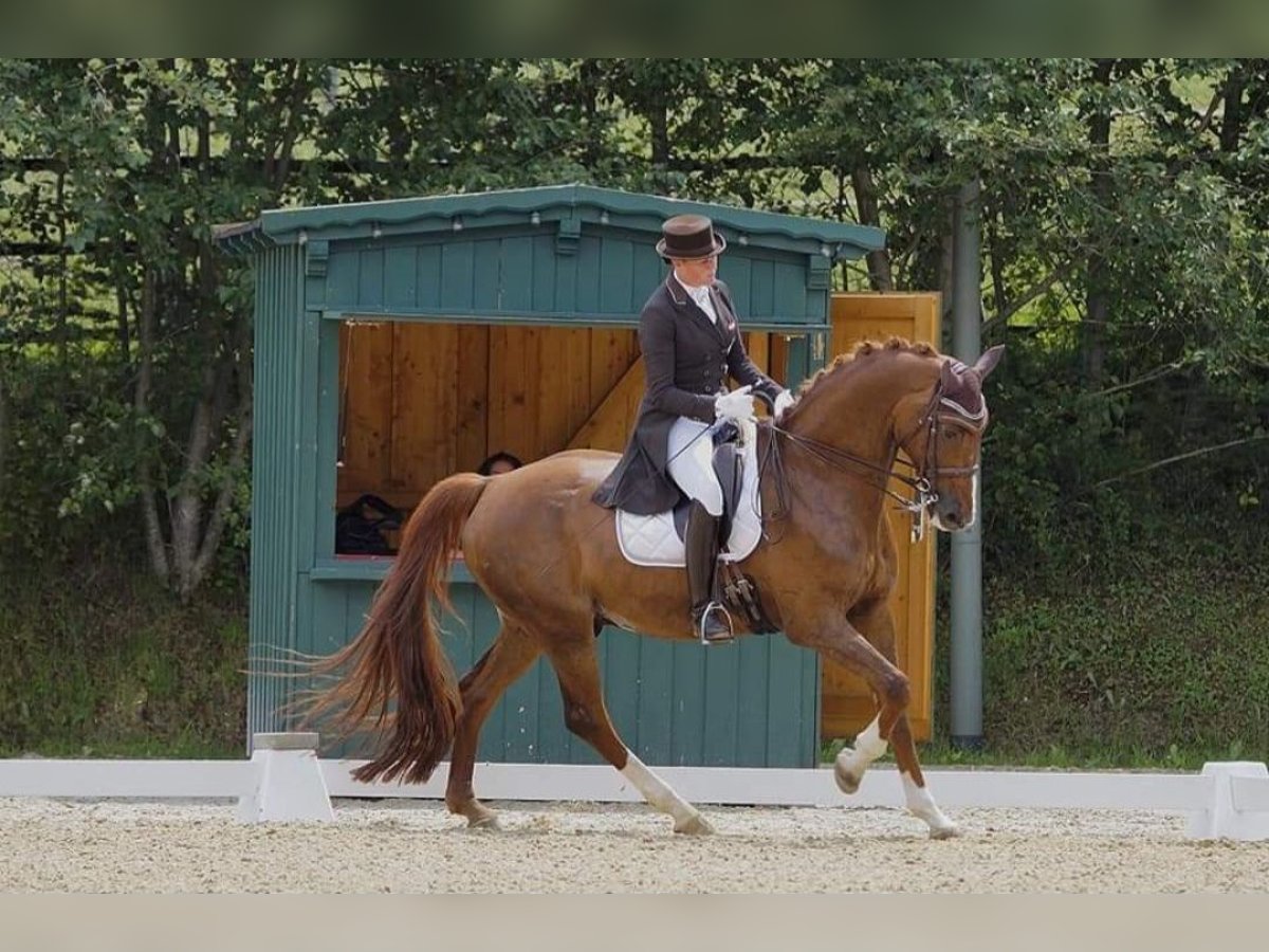 Hannoveraan Ruin 15 Jaar 176 cm Donkere-vos in Mils