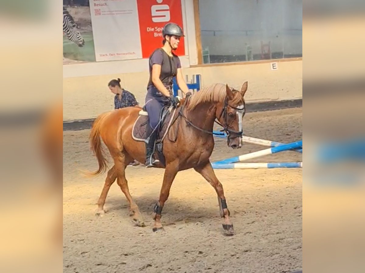 Hannoveraan Ruin 16 Jaar 164 cm Vos in Bremen
