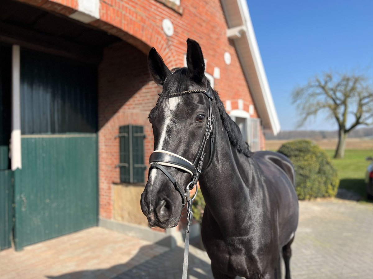 Hannoveraan Ruin 16 Jaar 168 cm Zwart in Haftenkamp